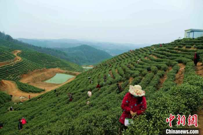  河南信阳春茶迎采摘 茶农万亩茶林间谱“春曲”